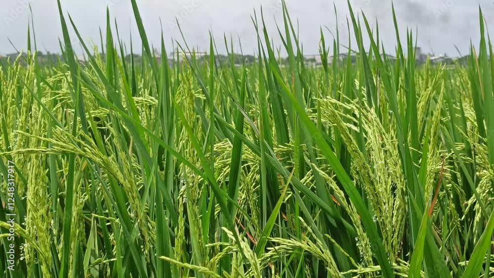 rice farming: rice plants starting to bear fruit rice farming: rice plants starting to bear fruit