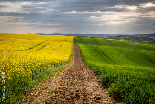 Rural rapeseed spring fields in South Moravia, Czech Republic.