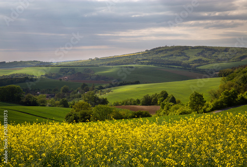 Rapeseed fields, Moravia, Czech Republic