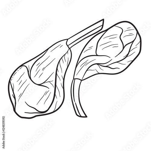 Ribs illustration Hand drawing suitable For steak restaurant menu, flyer, and card