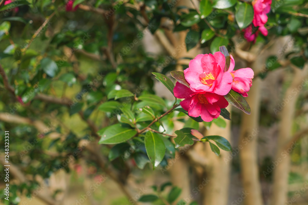 Obraz premium red Camellia Flower In Full Bloom. Flowering Camellias