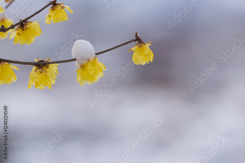 雪と蝋梅 photo