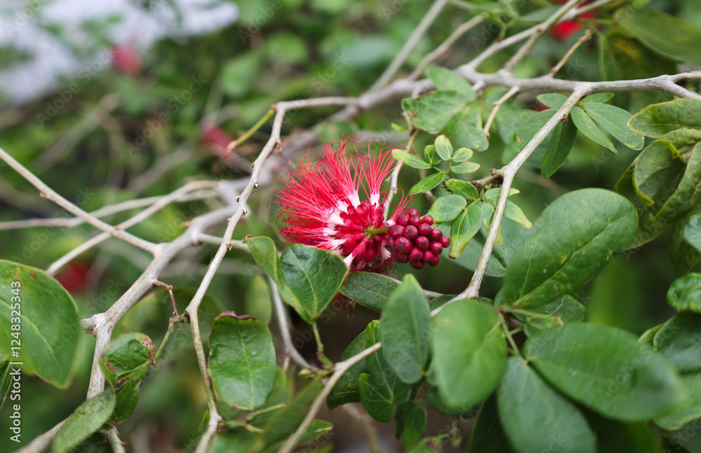 a tropical plant with small red berries a tropical plant with small red berries