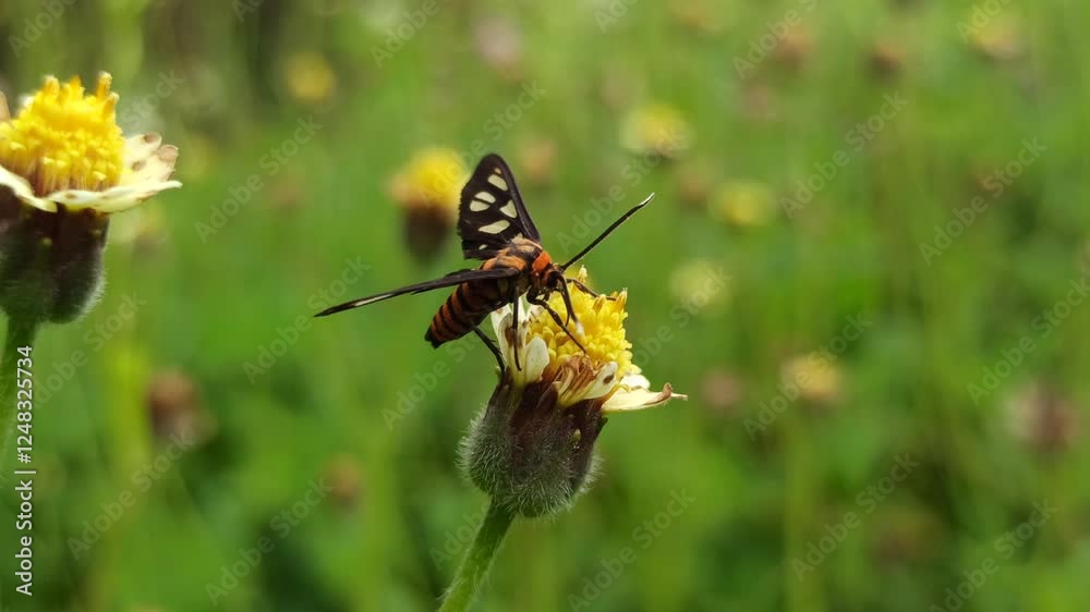 Amata huebneri: an insect with beautiful colors on a flower Amata huebneri: an insect with beautiful colors on a flower