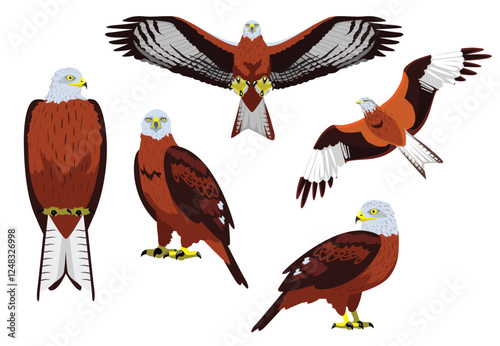 Red Kite Bird of Prey Hawk Poses Flying Vector Illustration