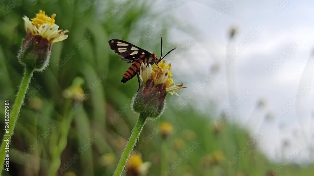 Amata huebneri: an insect with beautiful colors on a flower Amata huebneri: an insect with beautiful colors on a flower