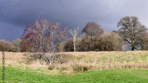 Crow flying through the frame 