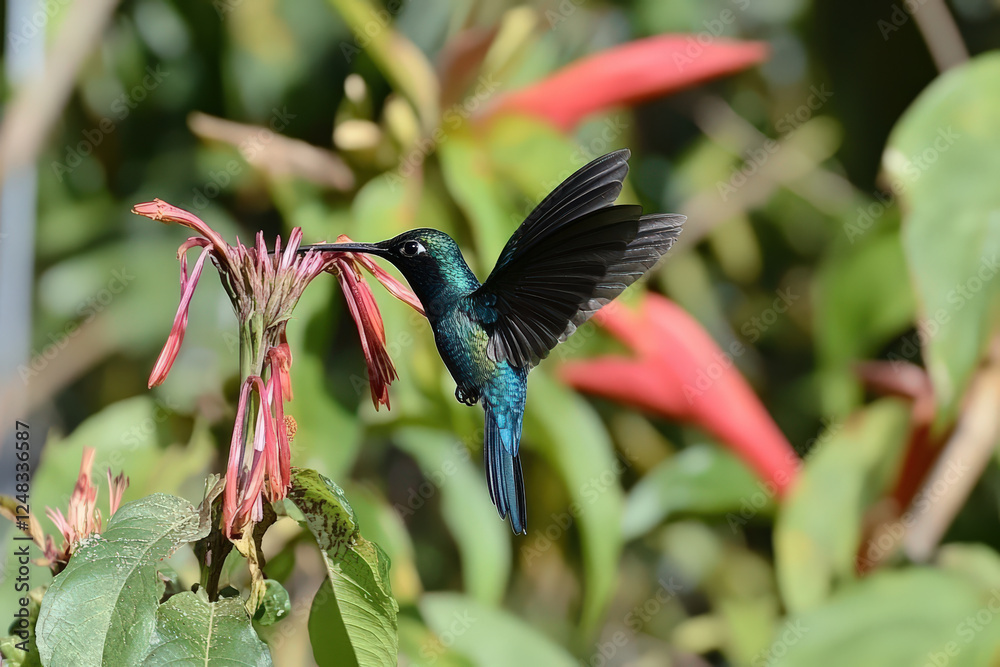 Naklejka premium Hummingbird feeding on flower in garden shows vibrant colors