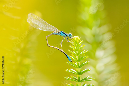 Coenagrion ornatum perched on Hippuris vulgaris