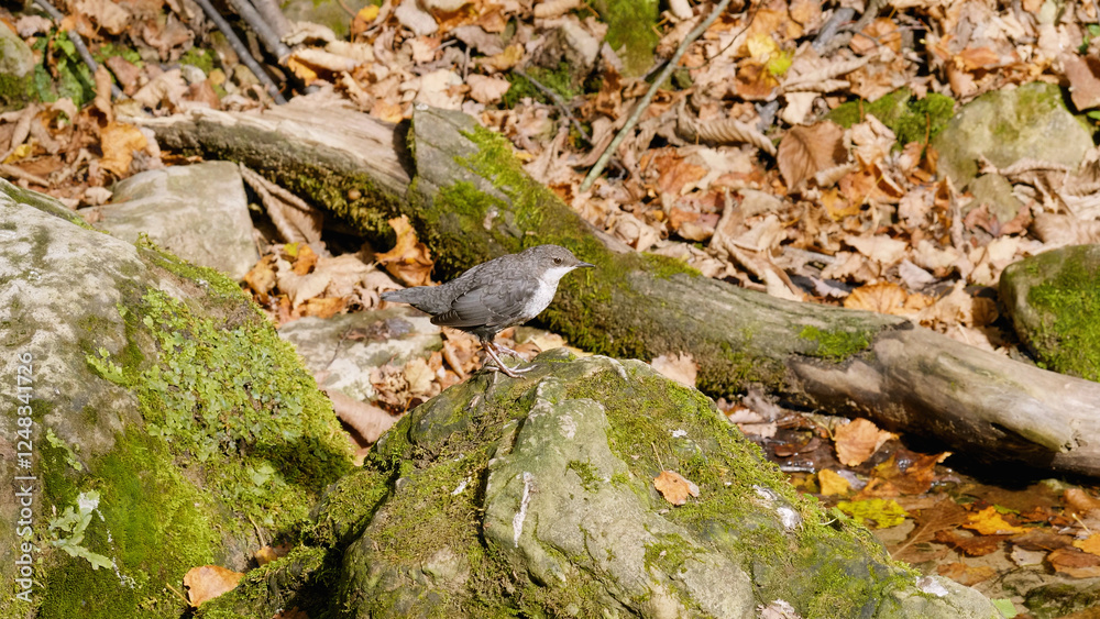 Southern Urals, a white-throated dipper (Cinclus cinclus) at the Blue Griffin spring near the Zilim River in autumn. Southern Urals, a white-throated dipper (Cinclus cinclus) at the Blue Griffin spring near the Zilim River in autumn.