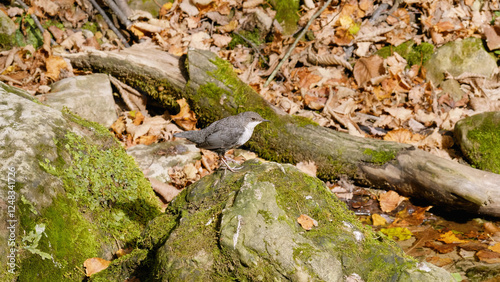Southern Urals, a white-throated dipper (Cinclus cinclus) at the Blue Griffin spring near the Zilim River in autumn.