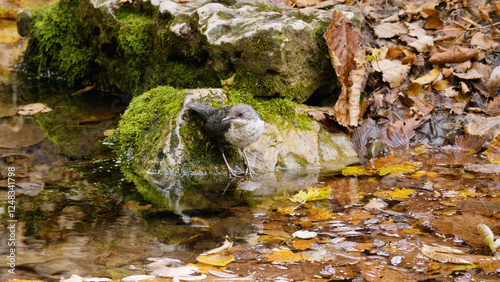 Southern Urals, a white-throated dipper (Cinclus cinclus) at the Blue Griffin spring near the Zilim River in autumn.
