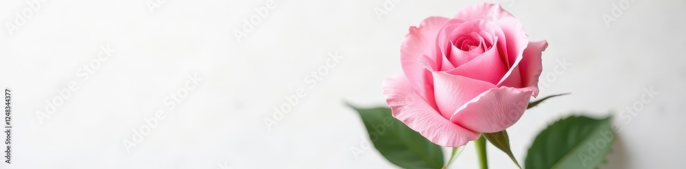 Elegant pink rose bouquet, pristine white background, petals, spring, romantic Elegant pink rose bouquet, pristine white background, petals, spring, romantic