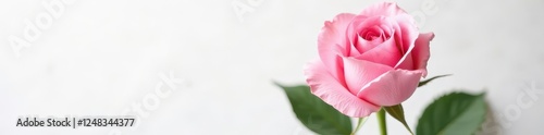 Elegant pink rose bouquet, pristine white background, petals, spring, romantic