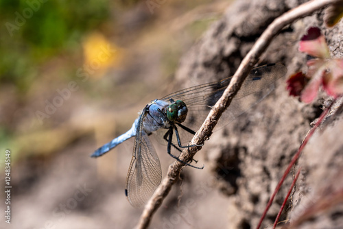 A blue dragonfly hugged a branch and lowered its huge wings photo