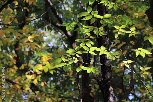 陽光に照らされる紅葉し始めた枝葉