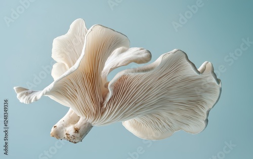 A wild oyster mushroom with naturally curved shape floating in mid air soft pastel blue background photo