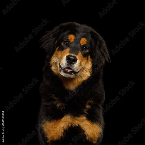 Portrait of Buryat-Mongolian Wolfhound, Bankhar or Hotosho Dog Isolated on Black Background in studio photo