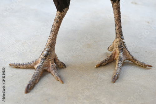 Close-up foot image of a hen's foot, Leg of Hen, Chicken feet close up claws, Close-up view of chicken’s feet on farmyard ground, Leg of a rooster, the legs of a rooster with scales and claws closeup