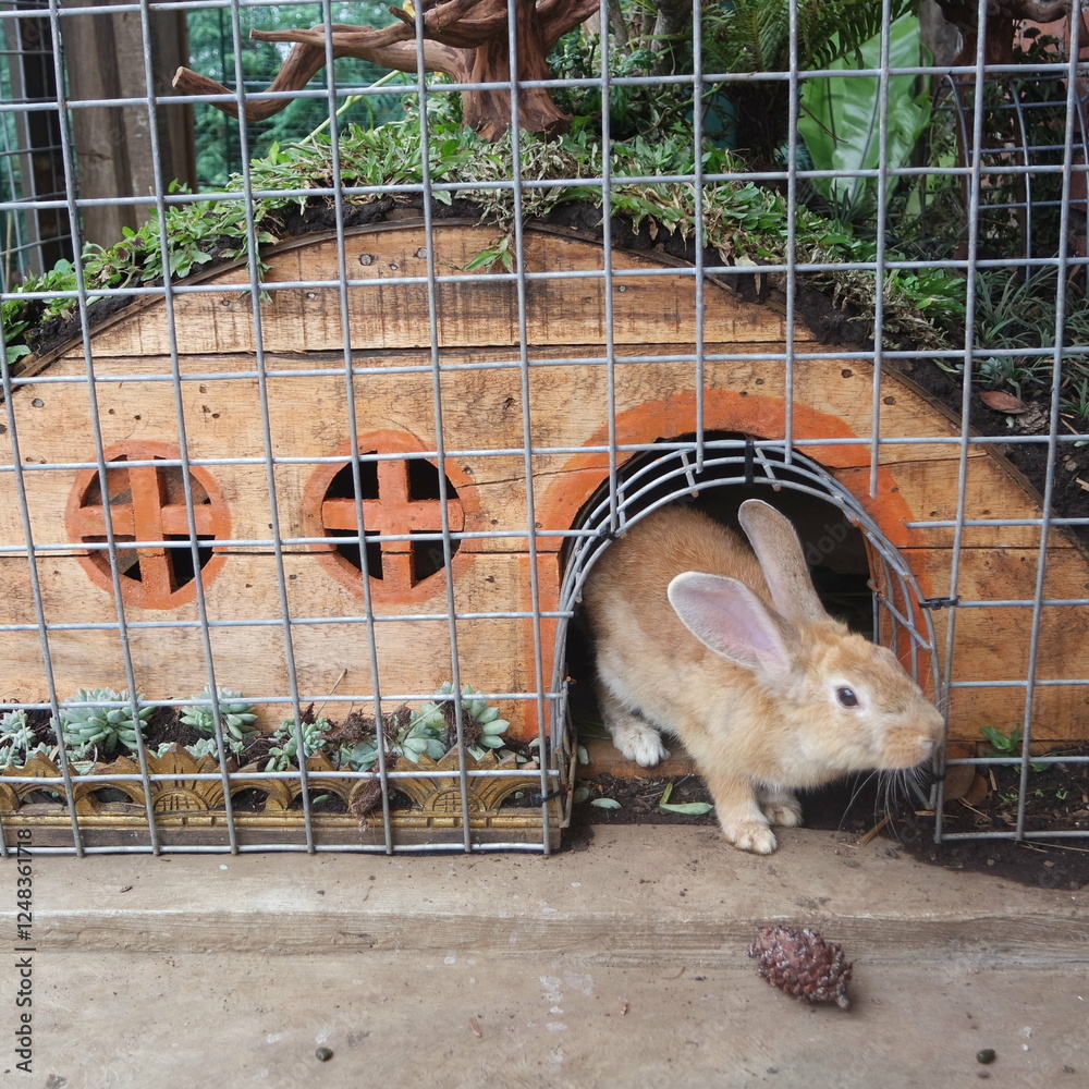 Obraz premium Rabbits exit from cage