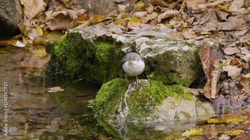 Southern Urals, a white-throated dipper (Cinclus cinclus) at the Blue Griffin spring near the Zilim River in autumn.