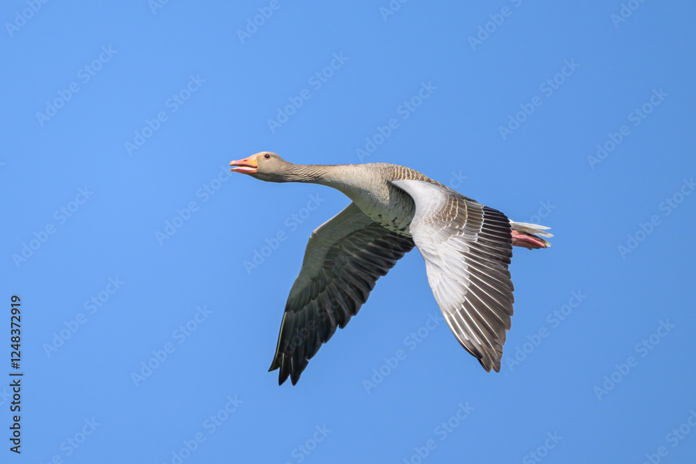 Obraz premium Greylag goose in flight on a sunny day in springtime