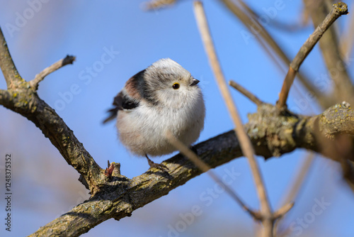 A long tailed tit sitting on a small twig photo