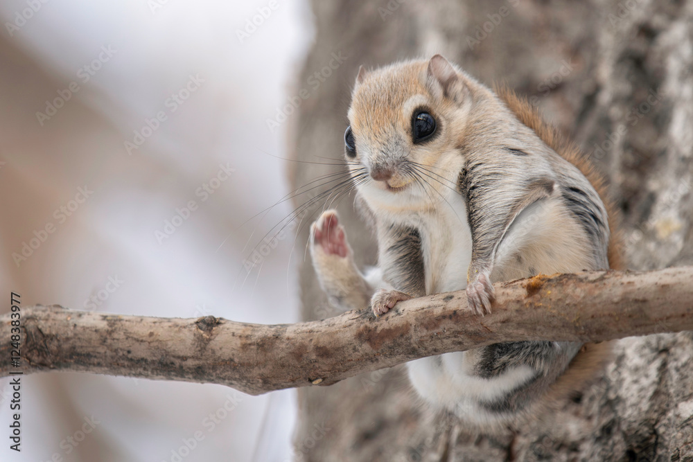 Fototapeta premium 冬のエゾモモンガ