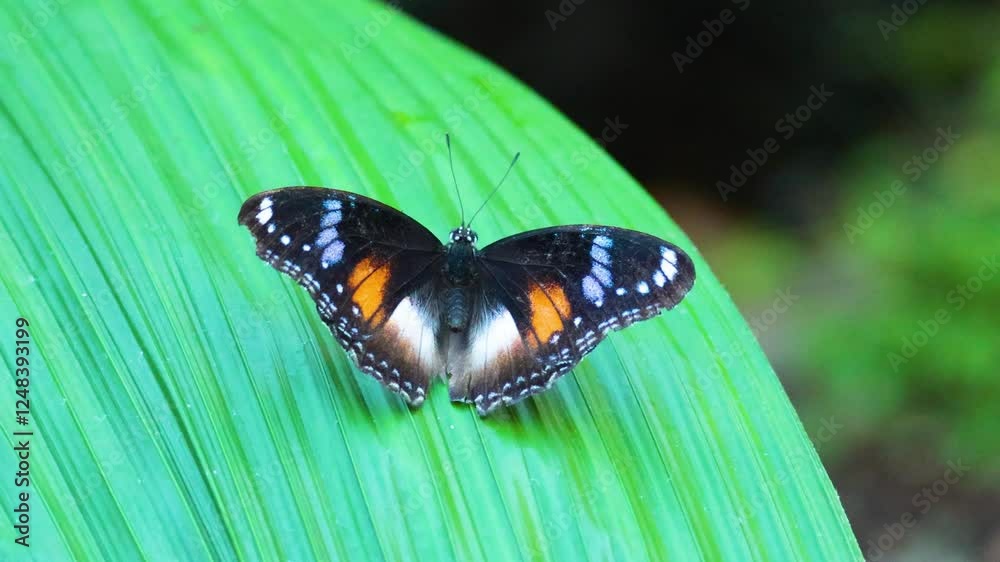 Butterfly on Leaf in Melbourne Zoo Butterfly on Leaf in Melbourne Zoo