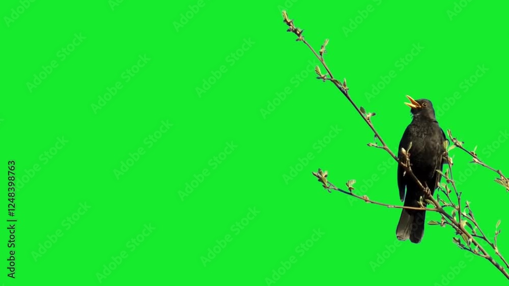 Black bird perched on a branch singing with beak movement animation
