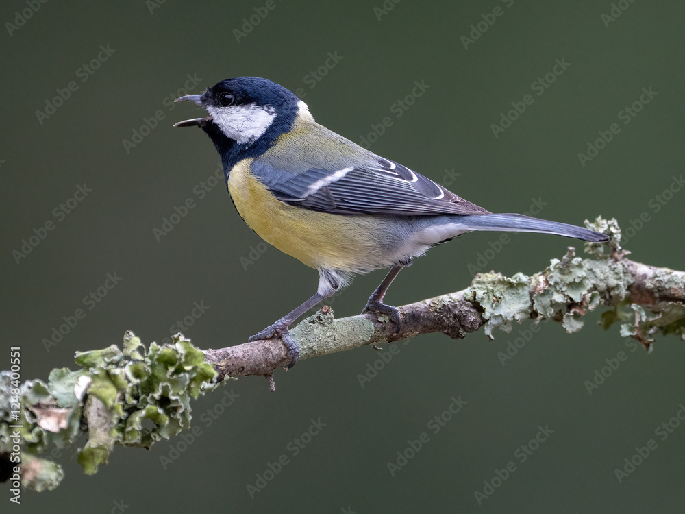 Fototapeta premium Great Tit (Parus Major)