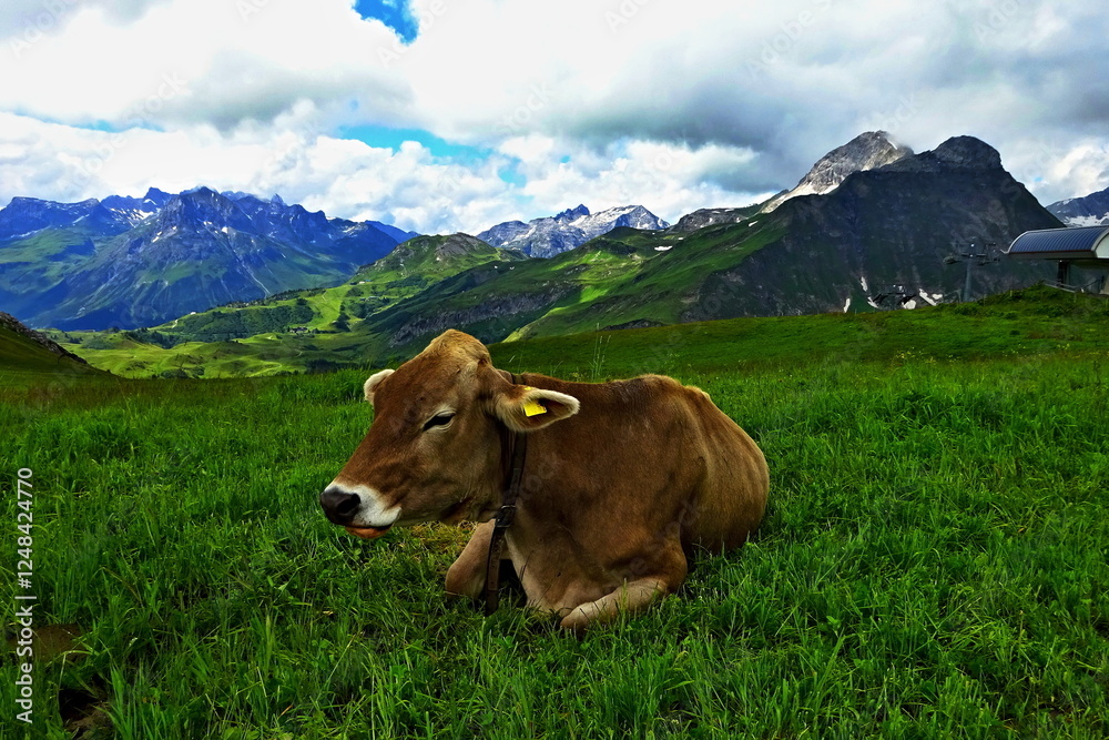 Fototapeta premium Austrian Alps - view of the Juppenspitze mountain and a cow near the town of Warth in the Lechtal Alps