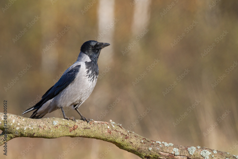 Bird - Hooded crow Corvus cornix in autumn meadow Poland Europe Bird - Hooded crow Corvus cornix in autumn meadow Poland Europe
