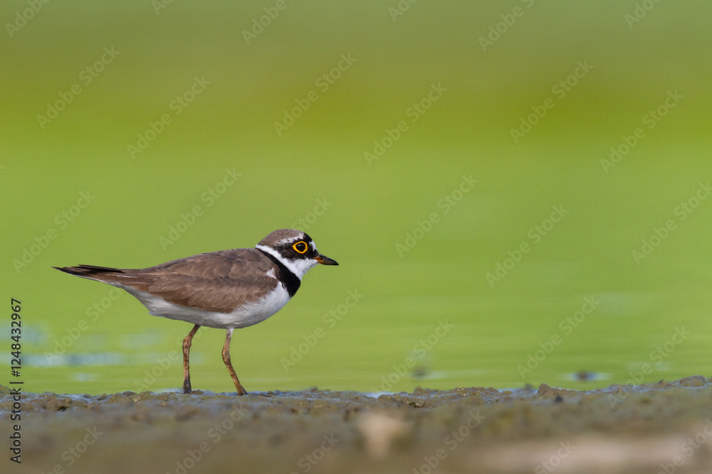 Shorebird Charadrius dubius, Little Ringed Plover on blurred background summer time Poland Europe Shorebird Charadrius dubius, Little Ringed Plover on blurred background summer time Poland Europe