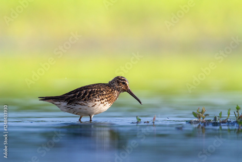 Shorebird Broad-billed sandpiper Limicola falcinellus, Calidris falcinellus bird with long beak, standing in the mud, blurred background, migratory bird, summer in Poland, Europe