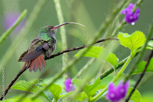 Rufous-tailed Hummingbird (Amazilia tzacatl)