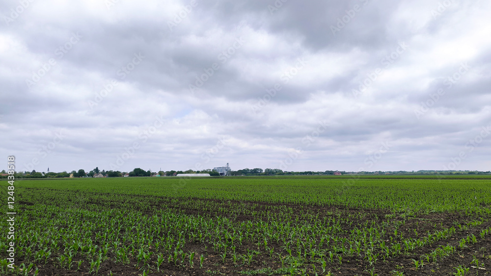 corn field in the spring with young plants growing in rows corn field in the spring with young plants growing in rows