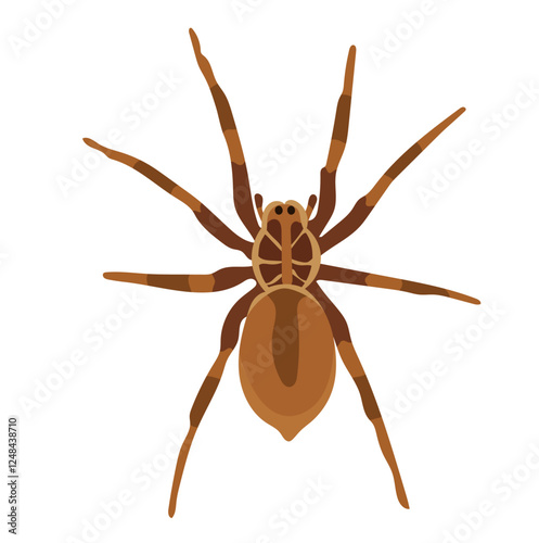 European Tarantula Animal Illustration Isolated on White Background