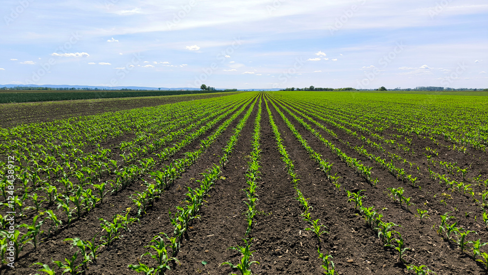 corn field in the spring with young plants growing in rows corn field in the spring with young plants growing in rows