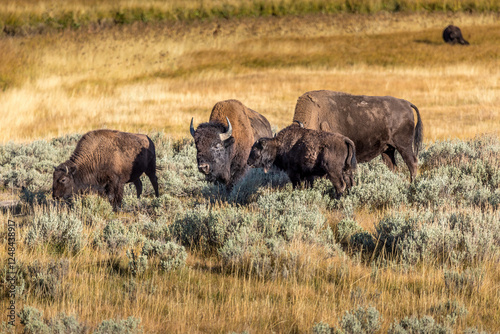 A herd of bisons grazing in the grasslands of the Yellowstone National Park