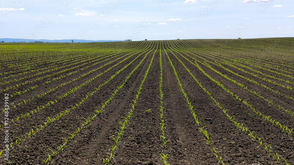 corn field in the spring with young plants growing in rows corn field in the spring with young plants growing in rows