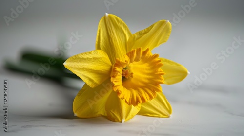 Daffodil Day. A delicate yellow daffodil with vibrant petals and green leaves, isolated on a white background.