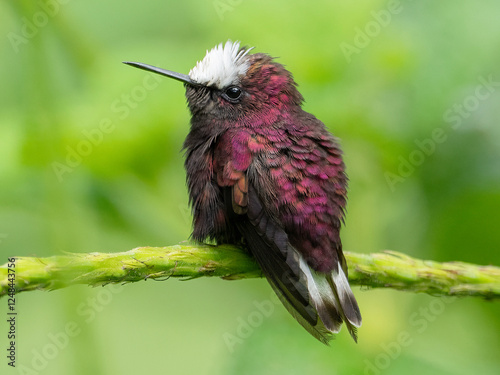 Snowcap (Microchera albocoronata)