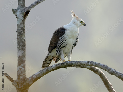 Ornate Hawk-Eagle Juvenile (Spizaetus ornatus) photo