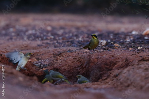 honeyeater photo