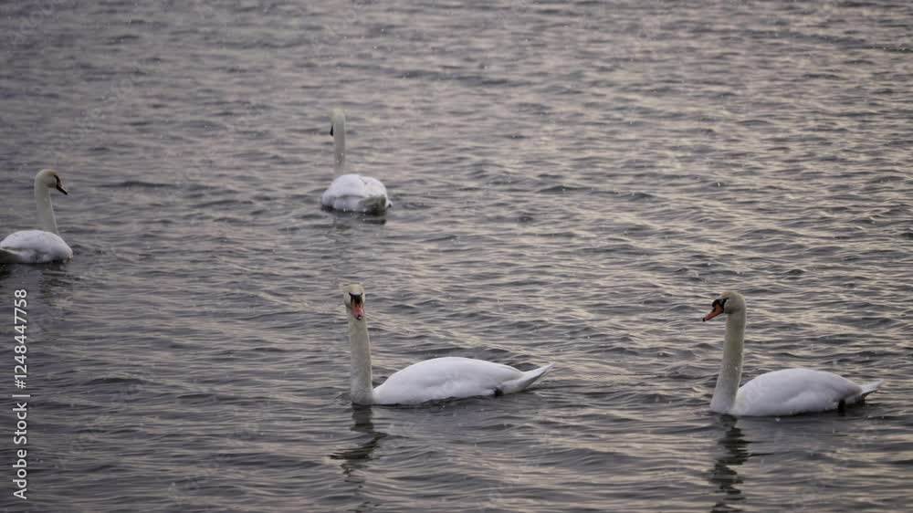 slow motion shot of adult swans floating on top of pond in winter as snow falls slow motion shot of adult swans floating on top of pond in winter as snow falls