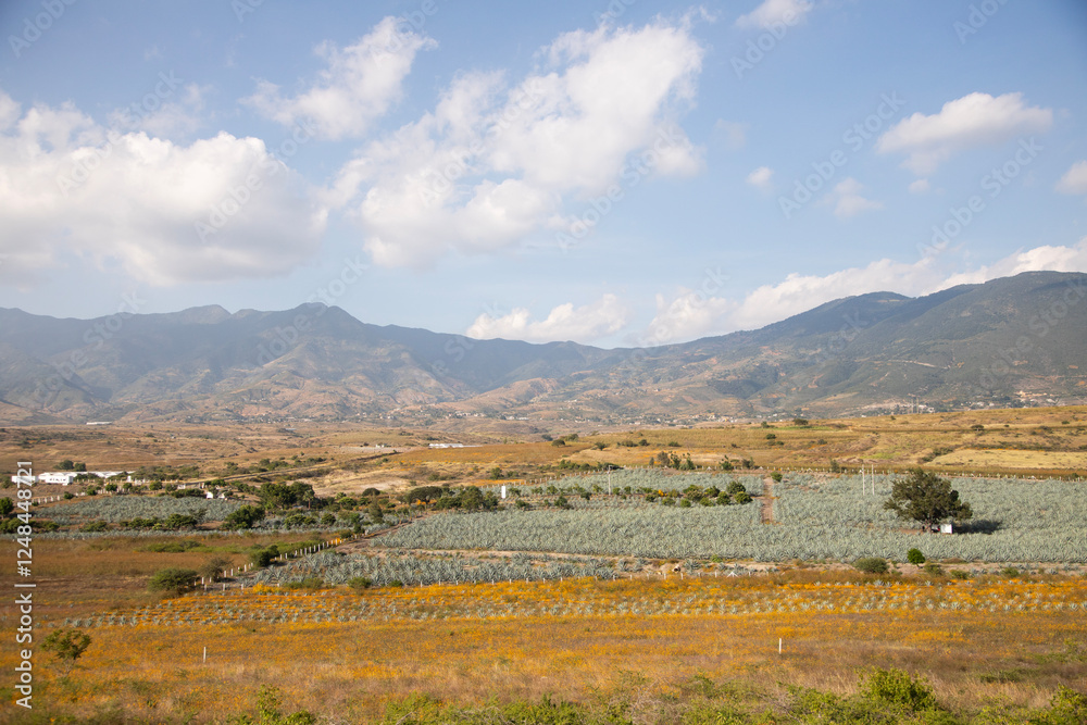 Obraz premium Fields of agave plants for organic mezcal production in the Oaxaca Valley of Mexico.
