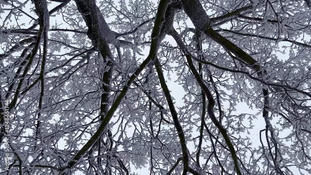 A frosty tree crown against the sky, covered in a stunning layer of white frost. The camera pans in a circular motion,showcasing the intricate frozen branches shimmering in the cold winter atmosphere. A frosty tree crown against the sky, covered in a stunning layer of white frost. The camera pans in a circular motion,showcasing the intricate frozen branches shimmering in the cold winter atmosphere.