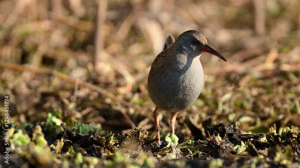 The water rail (Rallus aquaticus) Feeding The water rail (Rallus aquaticus) Feeding