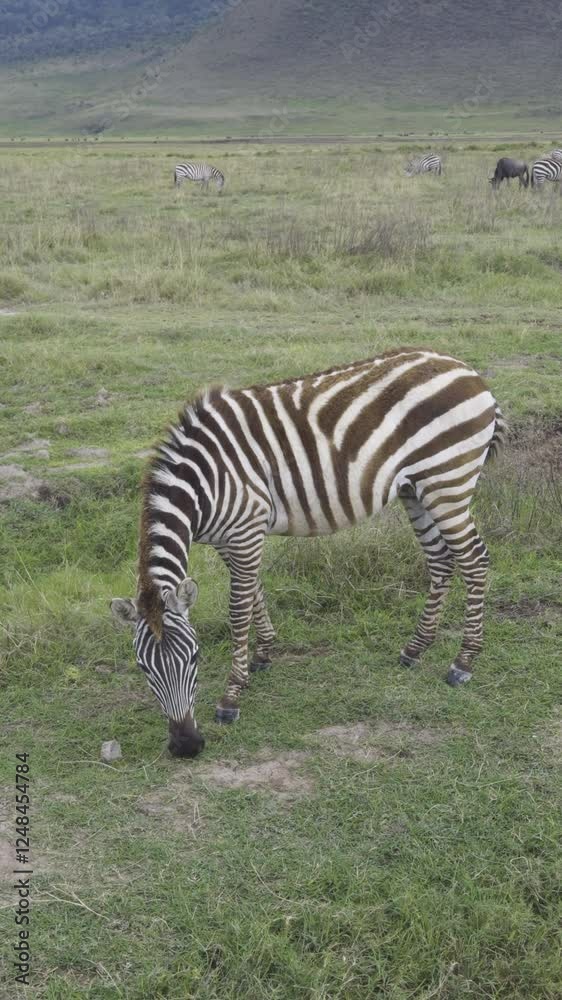 Zebras grazing on grassy plains in Ngorongoro Crater, Tanzania, wildlife activity, vertical